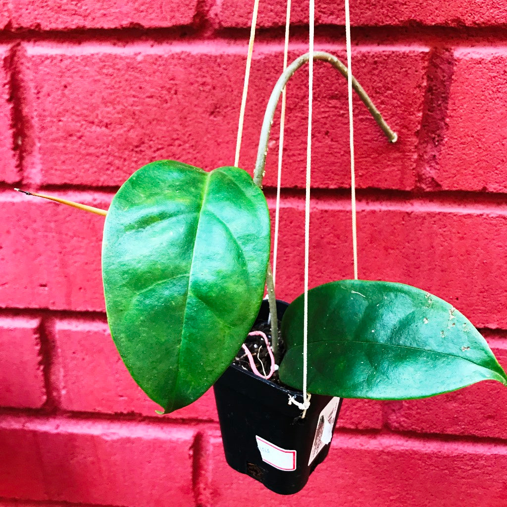 Hoya Halconensis Plant - myBageecha