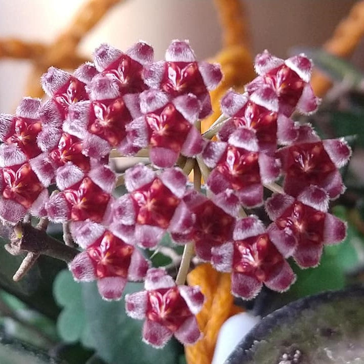 Hoya Rosita Plant - myBageecha