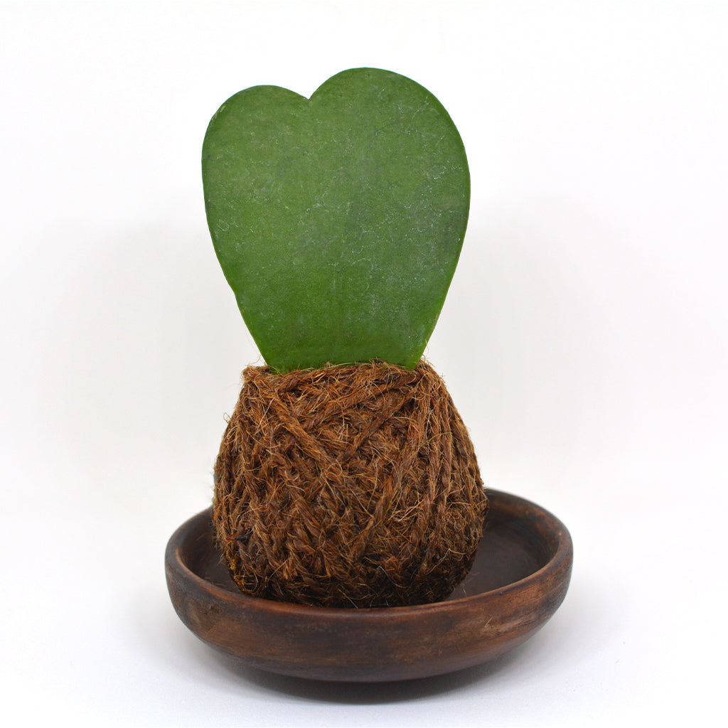 Kokedama Moss Ball Hoya Keri Plant - myBageecha