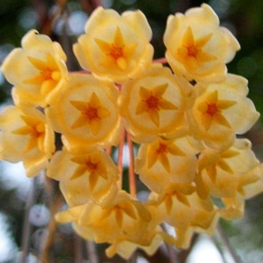 Hoya Blasherneazii Plant - myBageecha