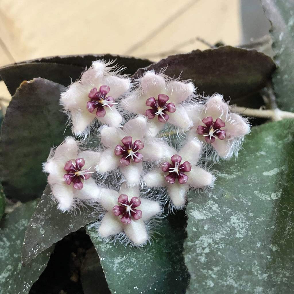 Hoya Caudata Sumatra Plant - myBageecha
