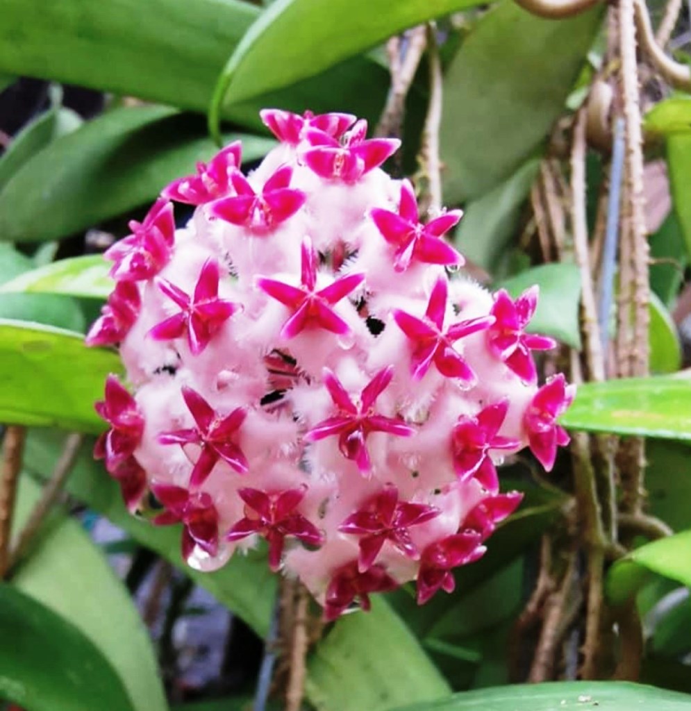 Hoya Erythrostemma Shocking Pink Plant - myBageecha