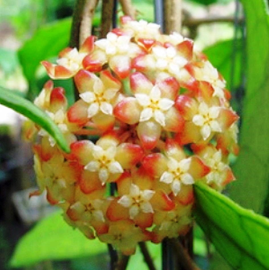 Hoya Finlaysonii Plant - myBageecha