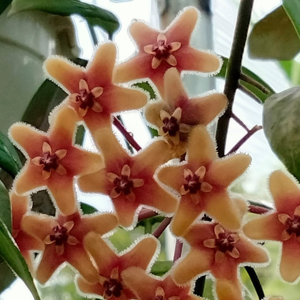 Hoya Flavida Plant - myBageecha