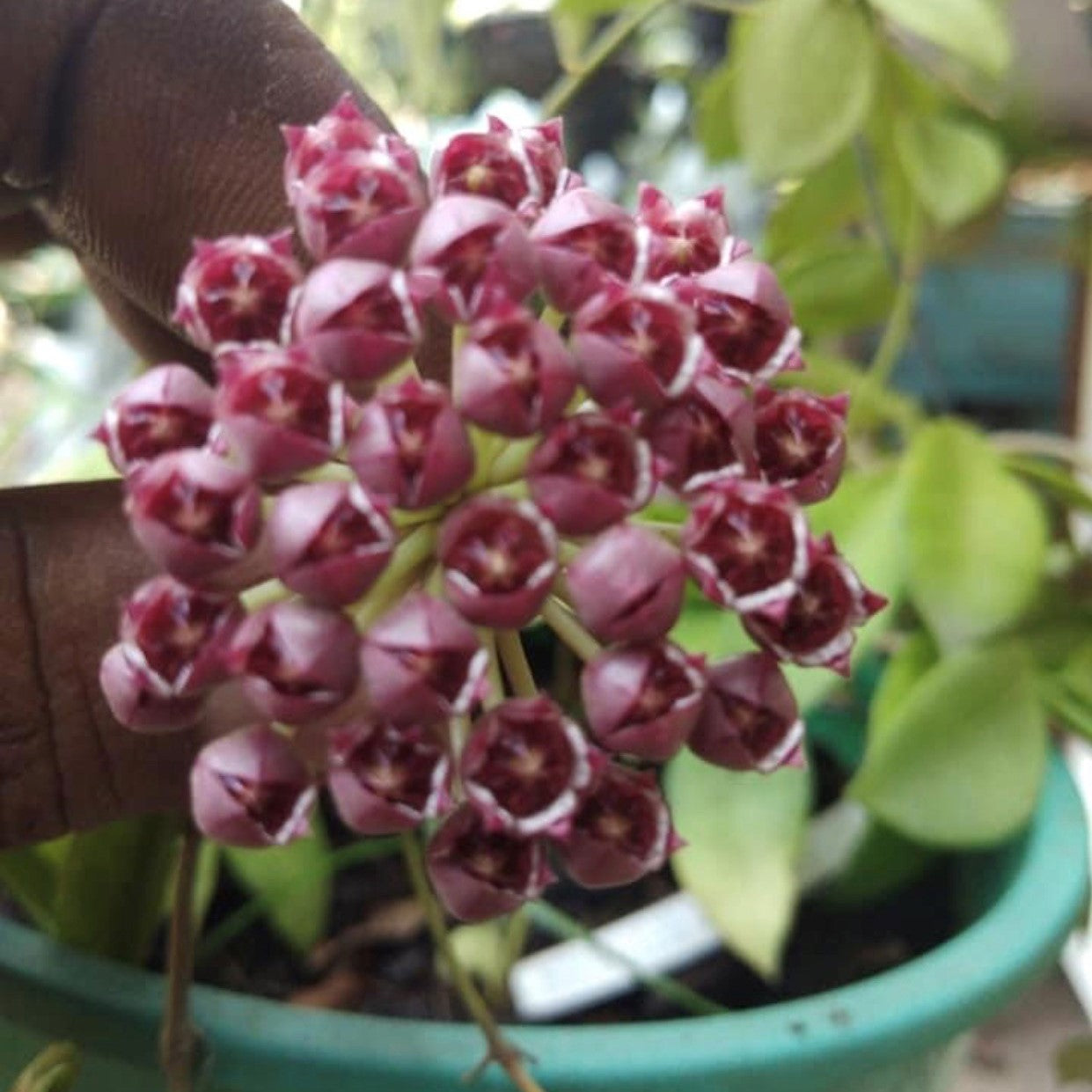 Hoya Affinis Halophila Plant - myBageecha
