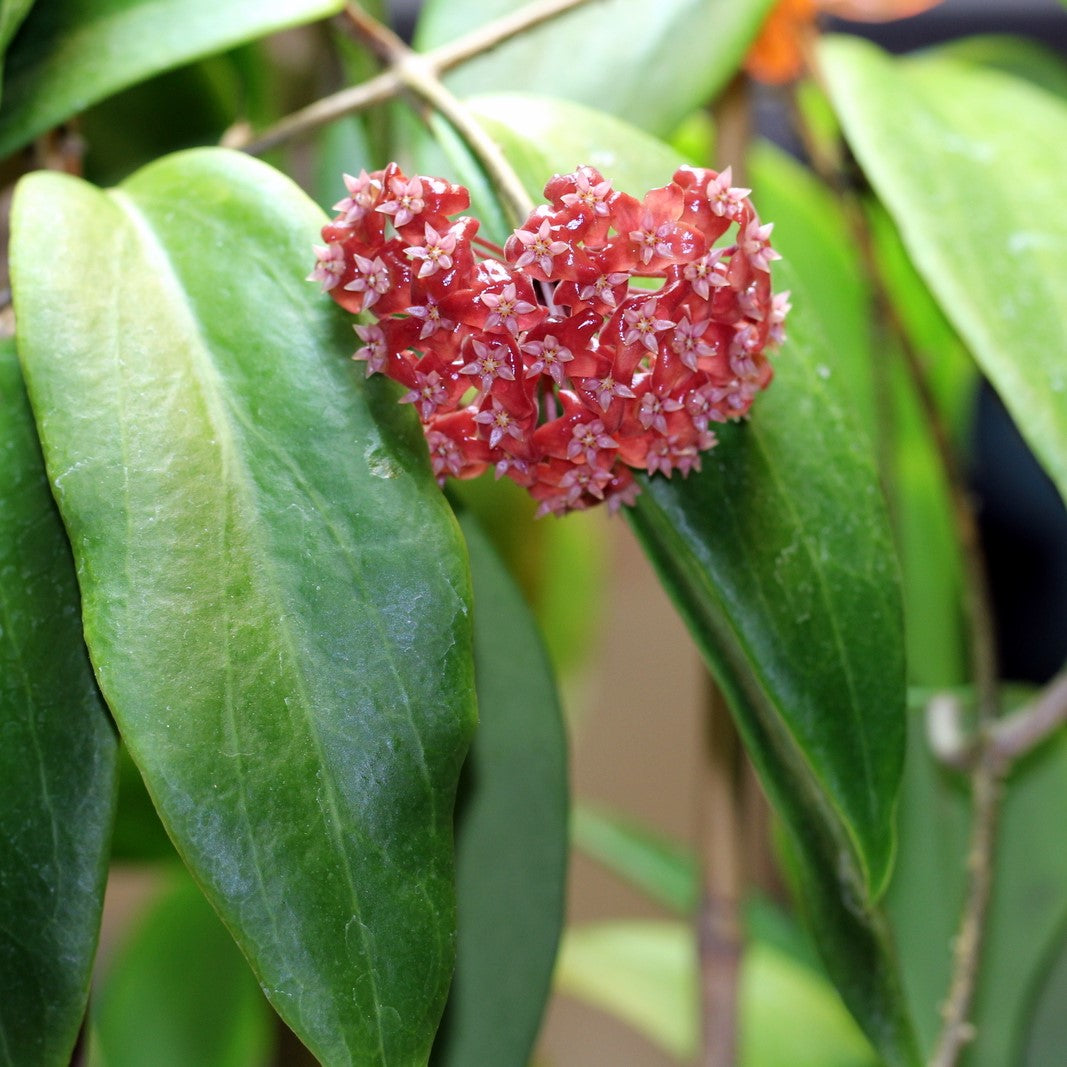 Hoya Ilagiorum Plant - myBageecha