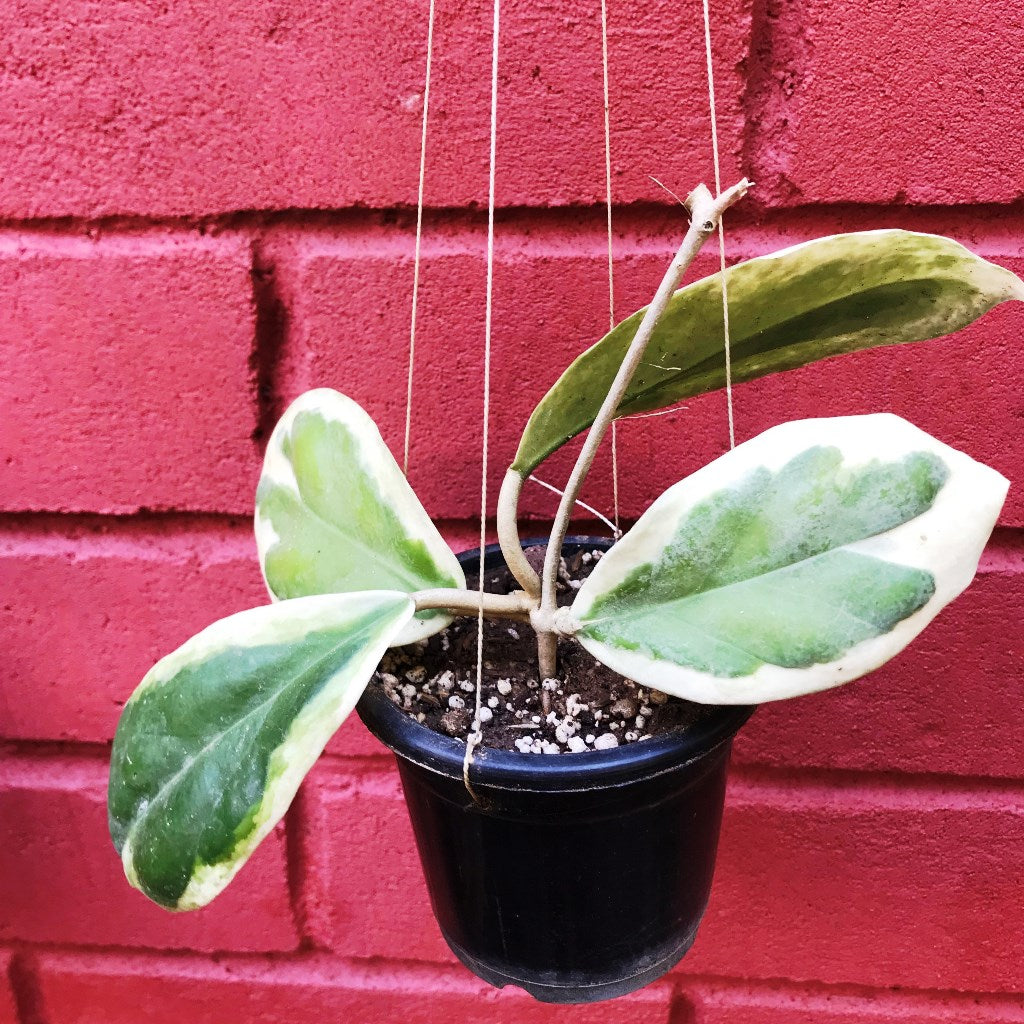 Hoya Incrassata Variegata Plant - myBageecha