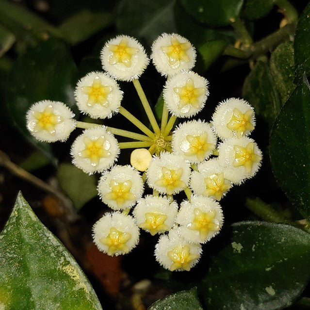 Hoya Krohniana Plant - myBageecha