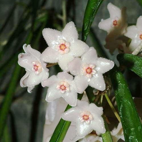 Hoya Longifolia China Beans Plant - myBageecha