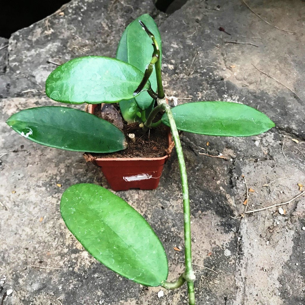 Hoya Meliflua Plant - myBageecha