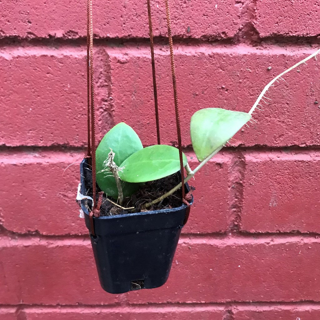 Hoya Mindorensis pg12 Plant - myBageecha