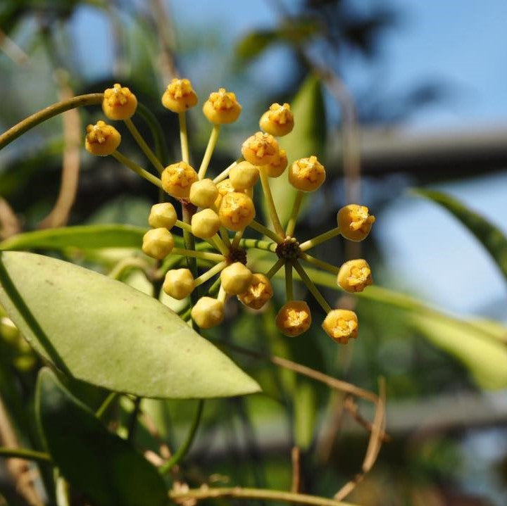 Hoya Tsangii Odetteae Plant - myBageecha