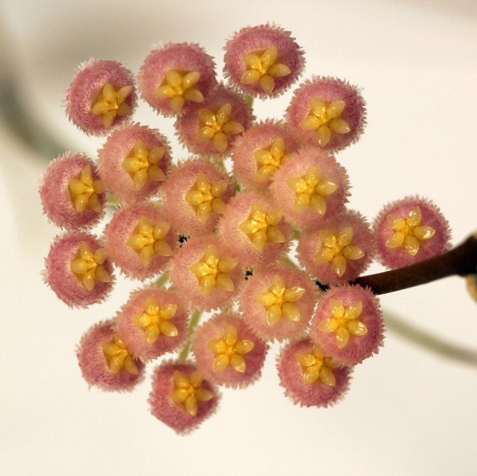 Hoya Rebecca Plant - myBageecha