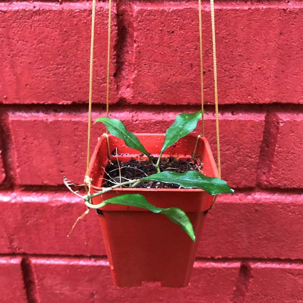 Hoya Ovalifolia Plant - myBageecha