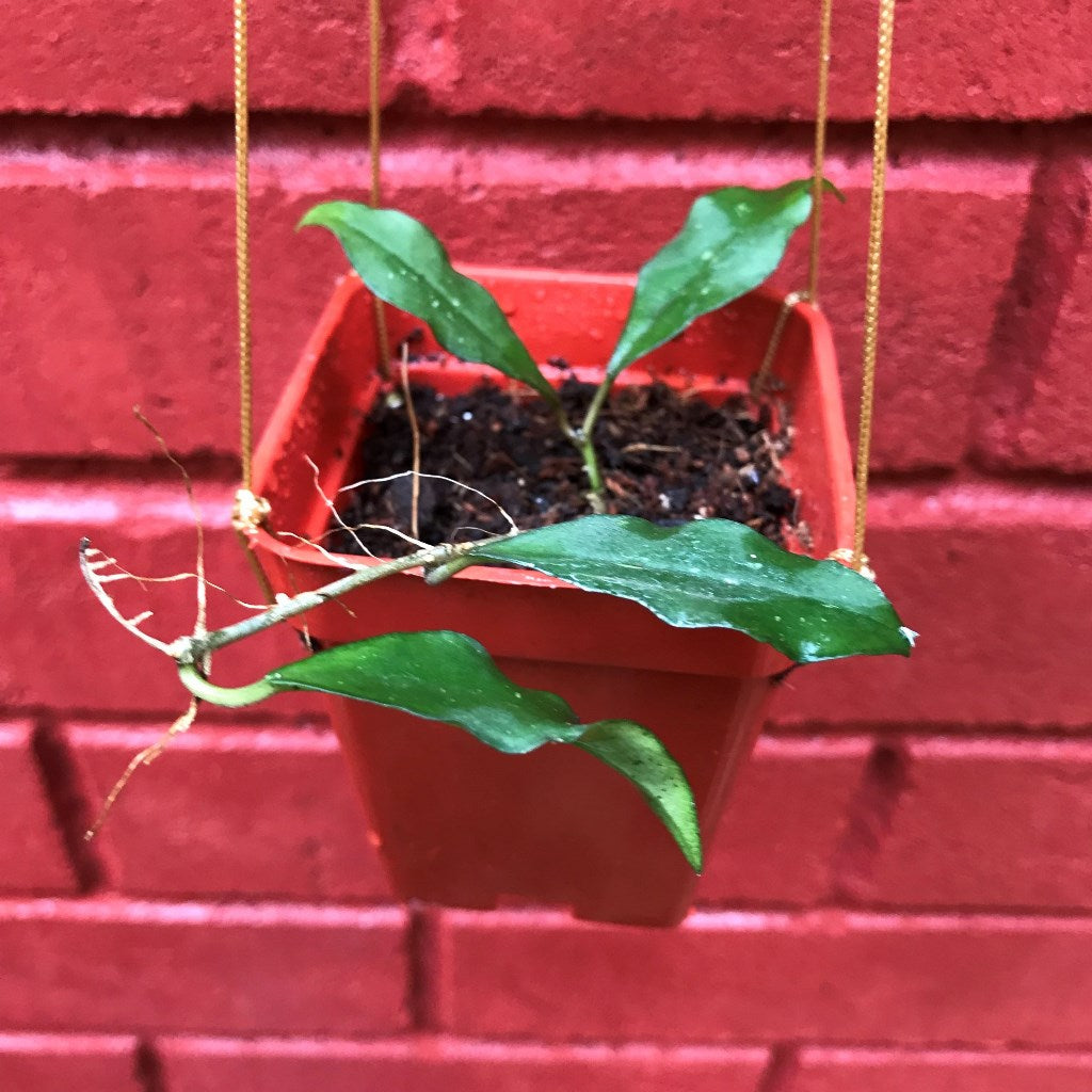 Hoya Ovalifolia Plant - myBageecha