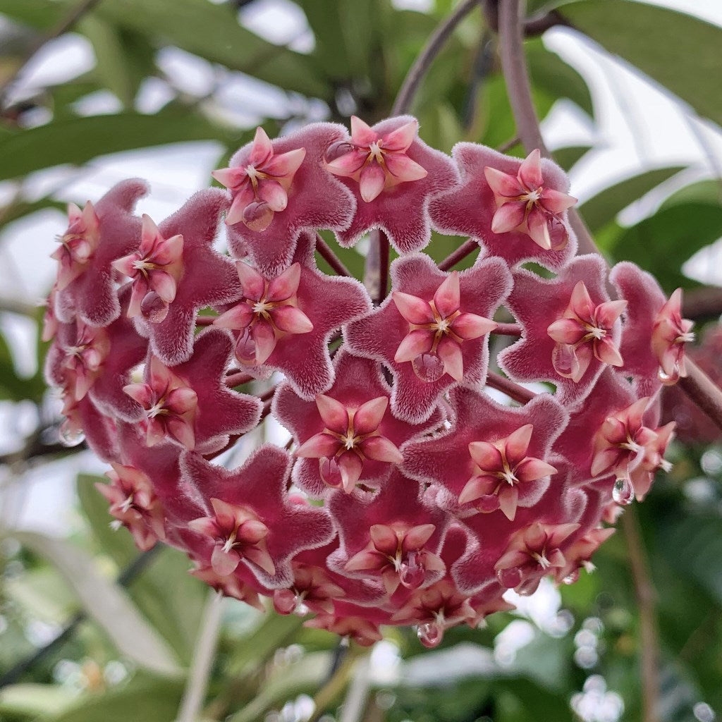Hoya Pubicalyx Plant with long green leaves and pink-red fragrant flowers.