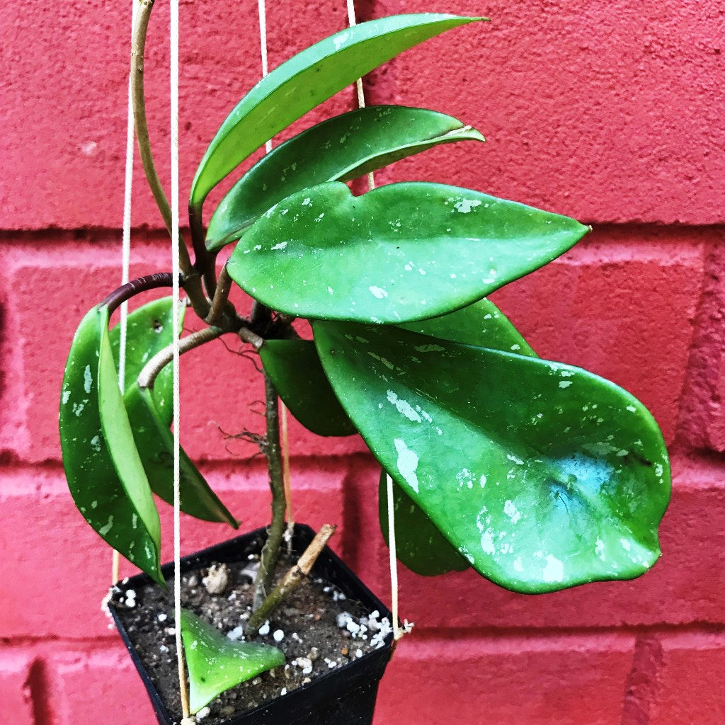 Hoya Pubicalyx Pink Silver trailing vine with glossy foliage and red-centered blooms.