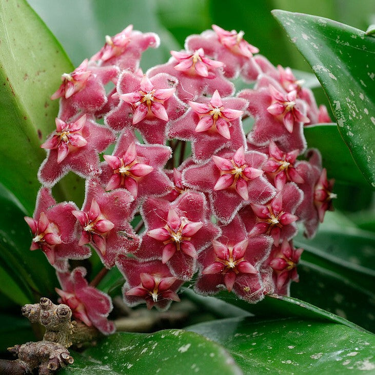 Hoya Pubicalyx Pink Silver Plant with pink fragrant flowers.