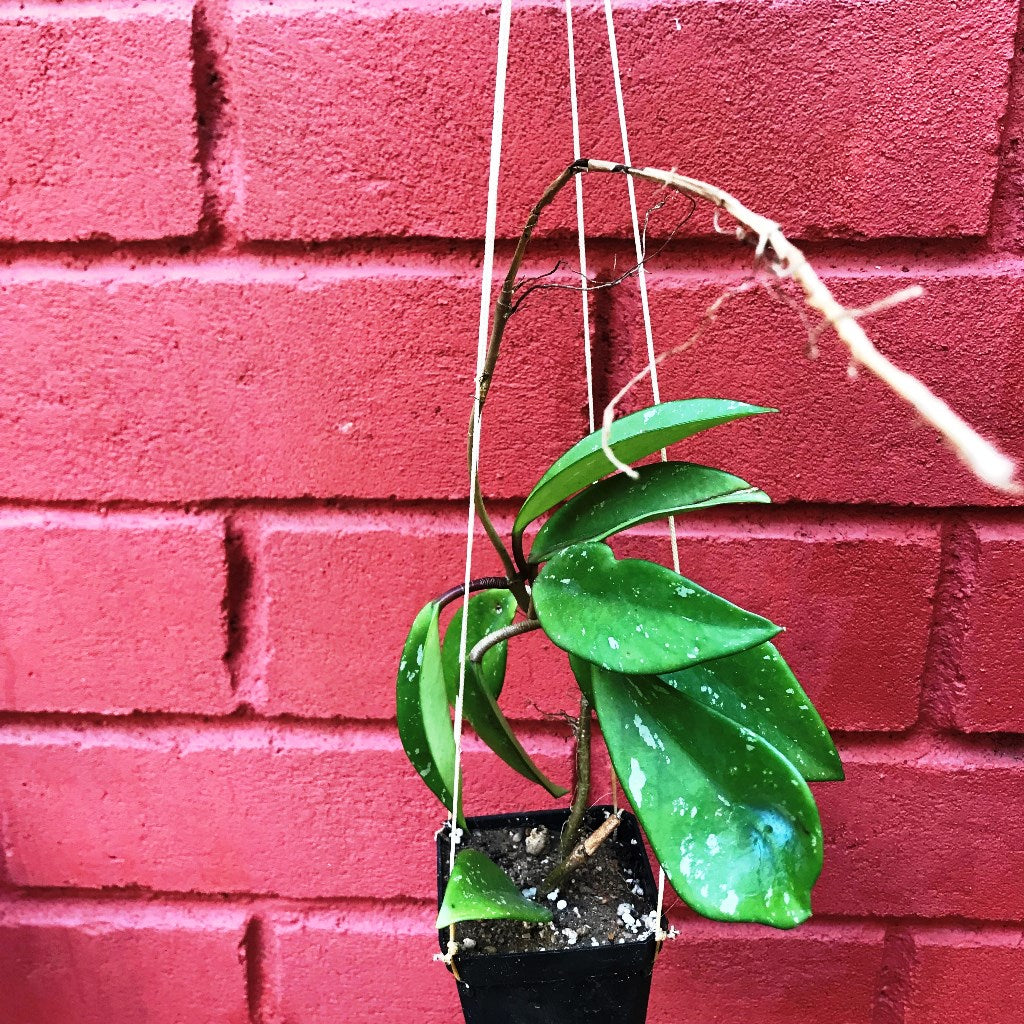 Hoya Pubicalyx Pink Silver Plant with silver-splashed leaves