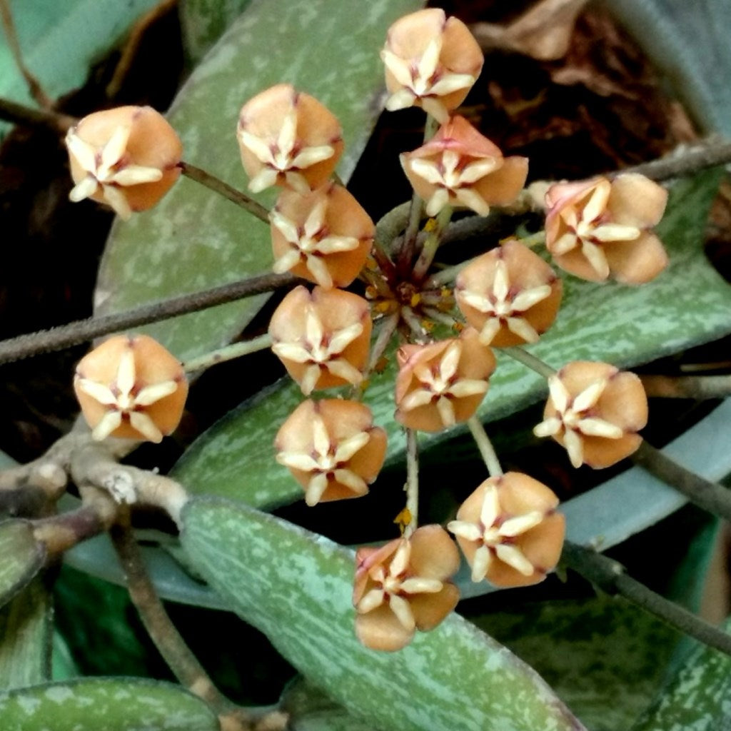 933- HOYA SIGILLALTIS RED LEAVES hotsell LIVE PLANT