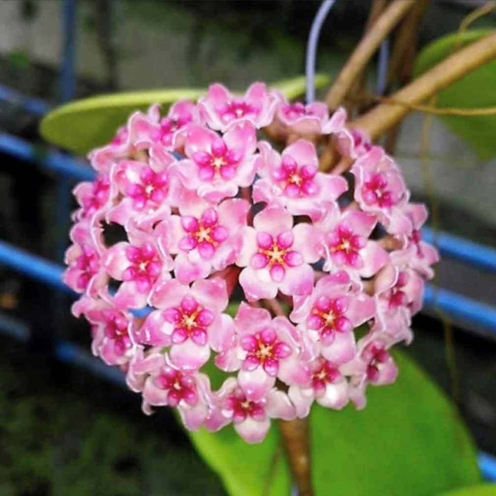 Hoya Sweet Scent Plant - myBageecha