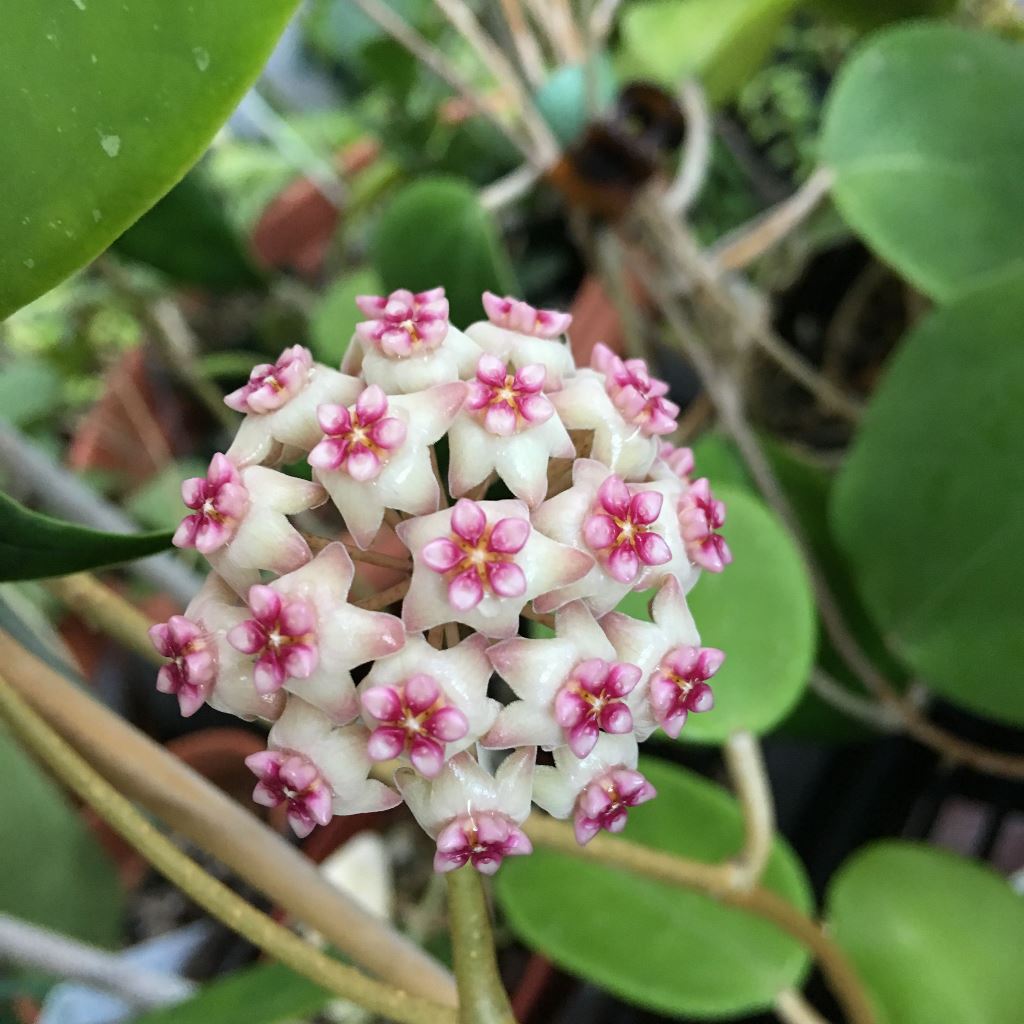 Hoya Sweet Scent Plant - myBageecha