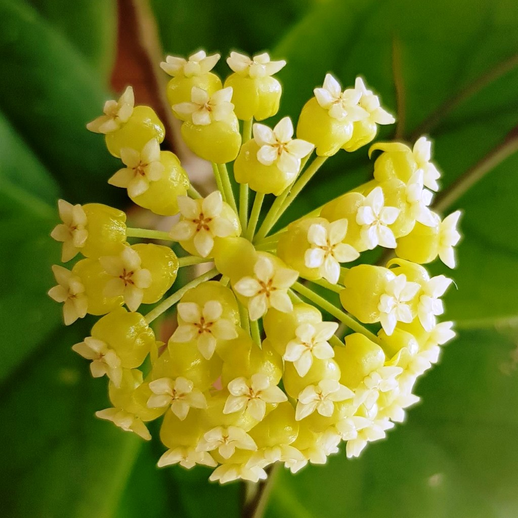 Hoya Viola Plant - myBageecha