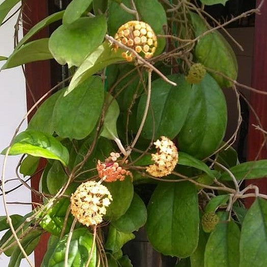 Hoya Viola Plant - myBageecha