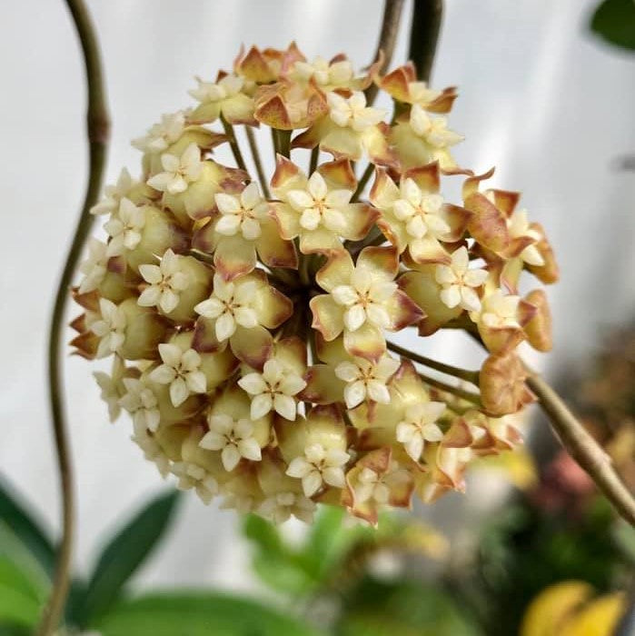 Hoya Viola Plant - myBageecha