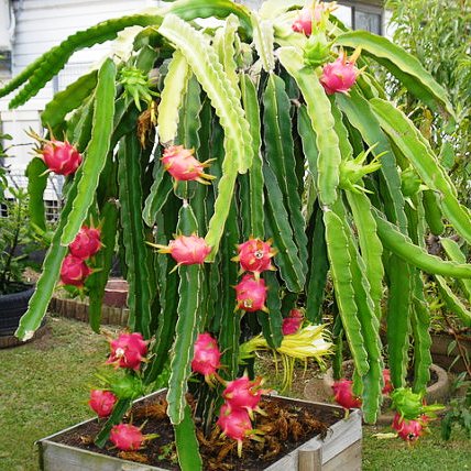 Hylocereus Undatus Dragon Fruit Cactus Plant - myBageecha