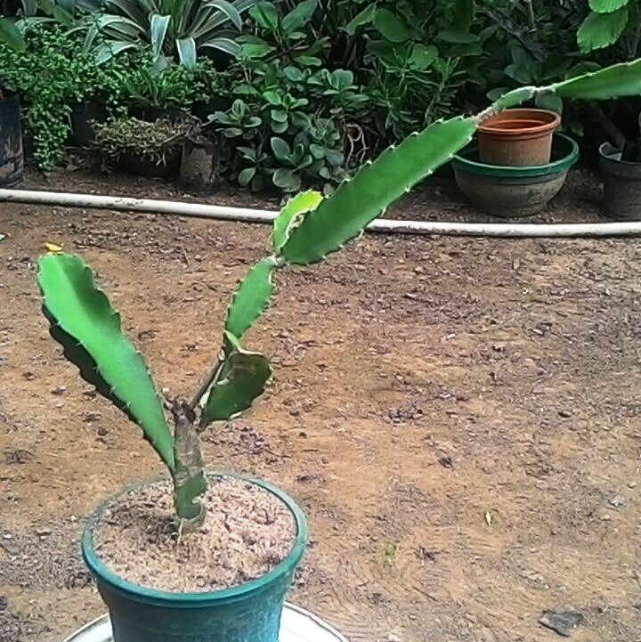 Hylocereus Undatus Dragon Fruit Cactus Plant - myBageecha