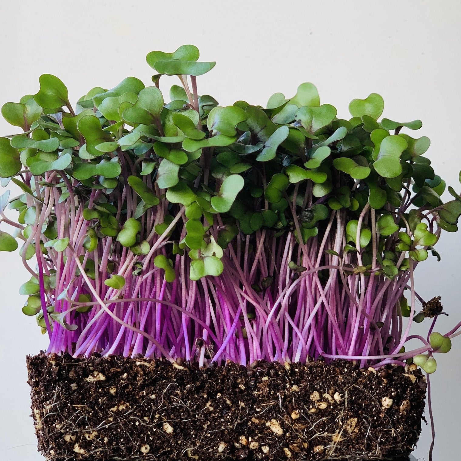 Microgreens Red Cabbage Seeds – myBageecha