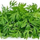 Carrot Microgreens Seeds for indoor trays - myBageecha