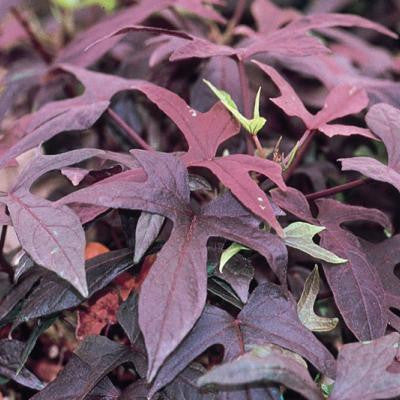 Ipomoea Batatas Blackie Plant foliage detail – myBageecha