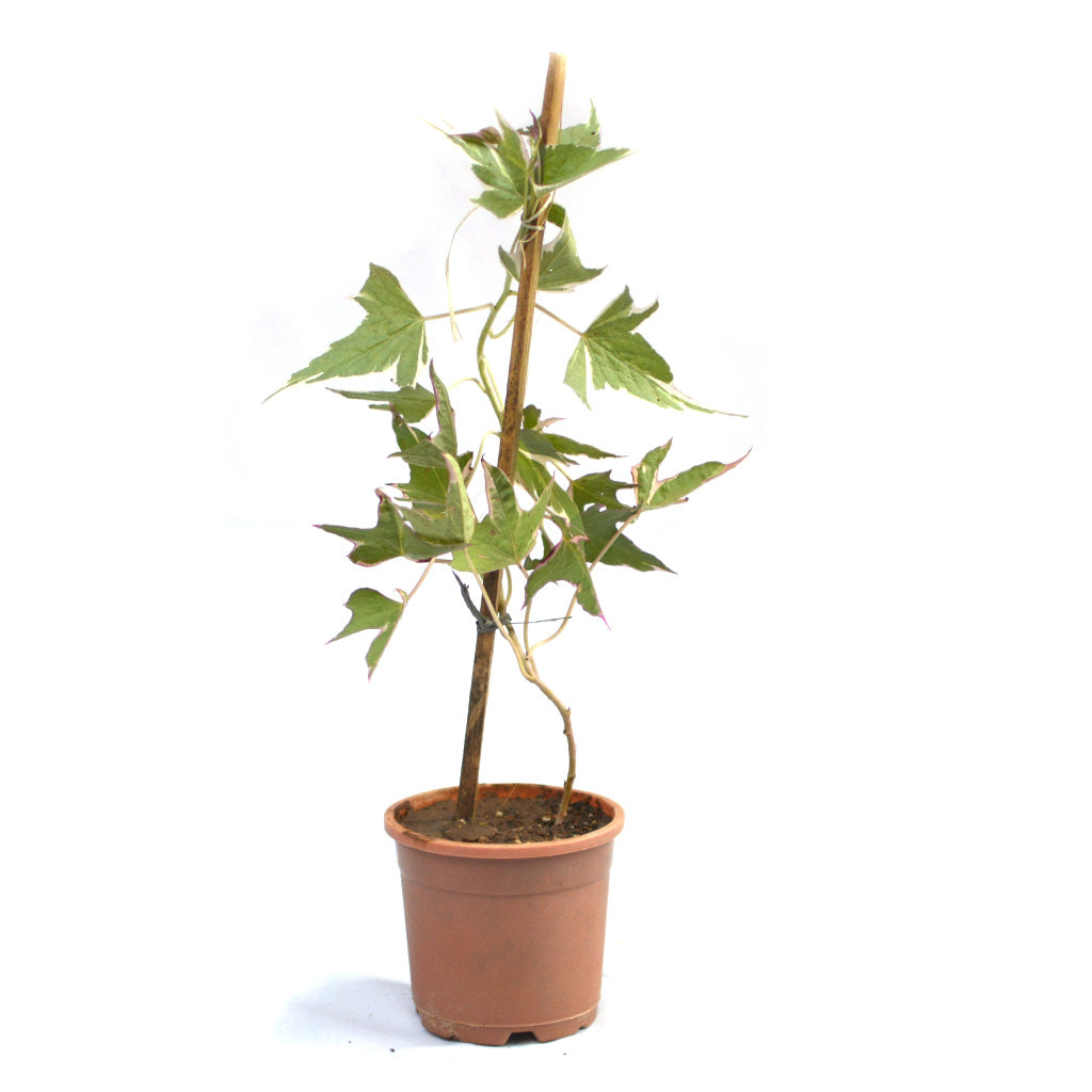 Ipomoea Pink Frost Vine trailing vine styling - myBageecha