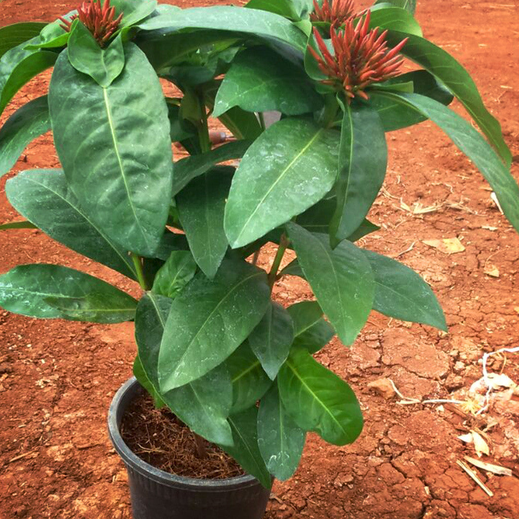 ixora plant in pot Dwarf Red Ixora – Red Summer Flowering Shrub