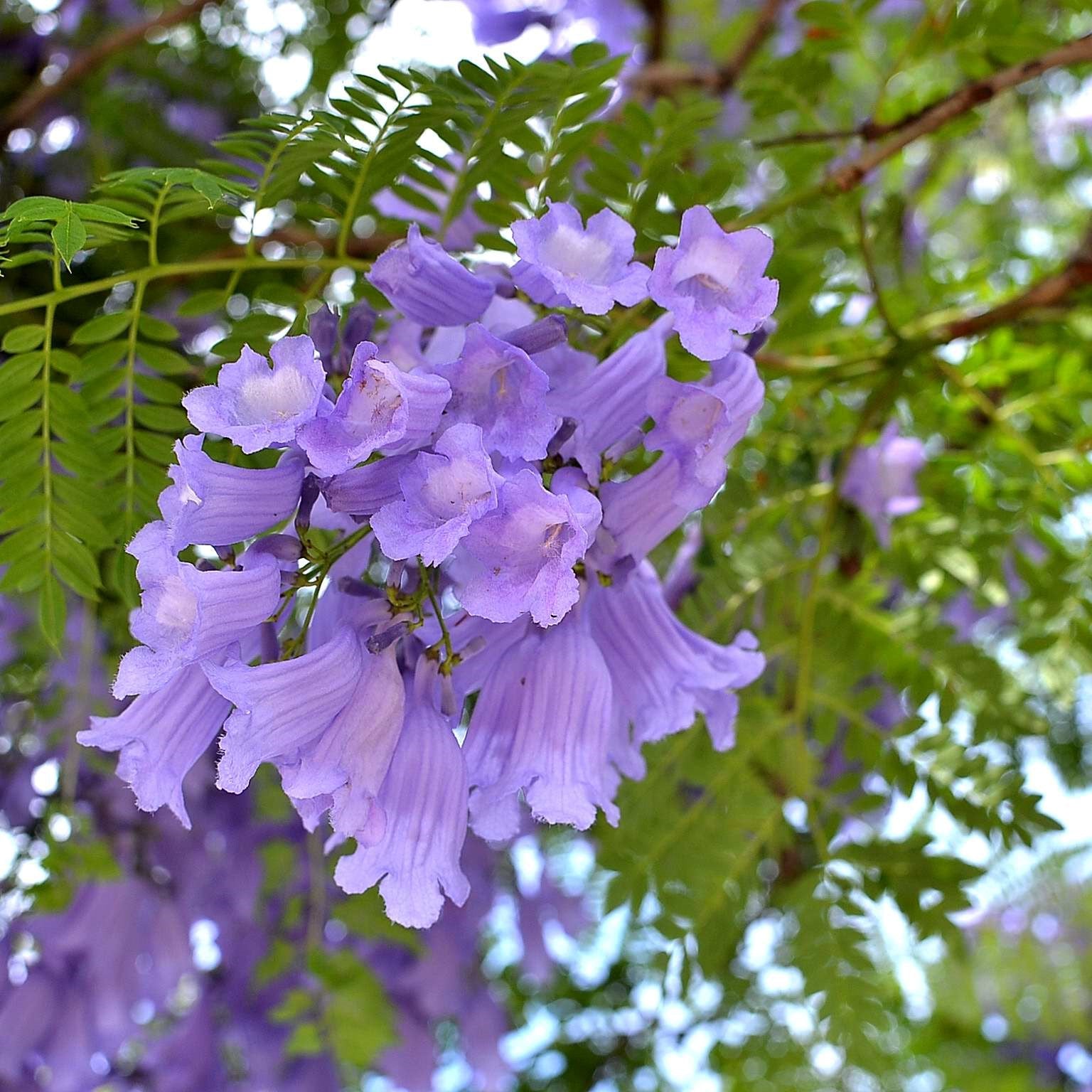 Jacaranda Mimosifolia - Mimosa Jacarnanda - myBageecha