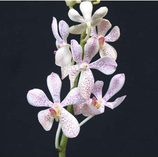 Jairak White - myBageecha