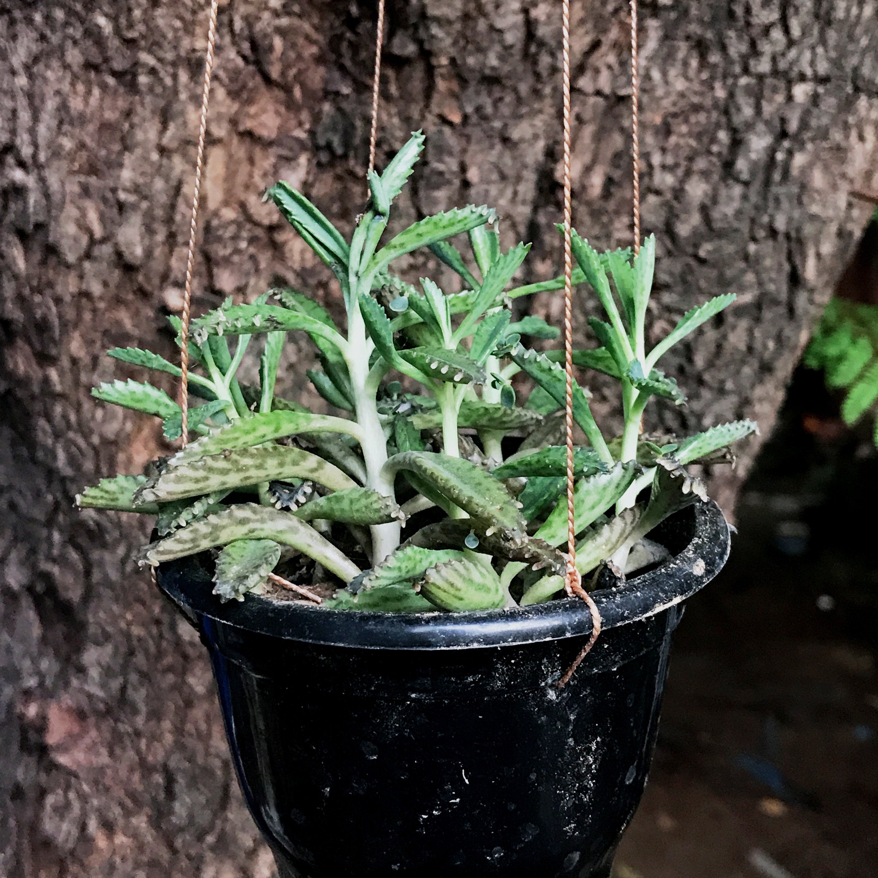 succulent plant kalanchoe Kalanchoe Daigremontiana – Decorative Succulent Plant