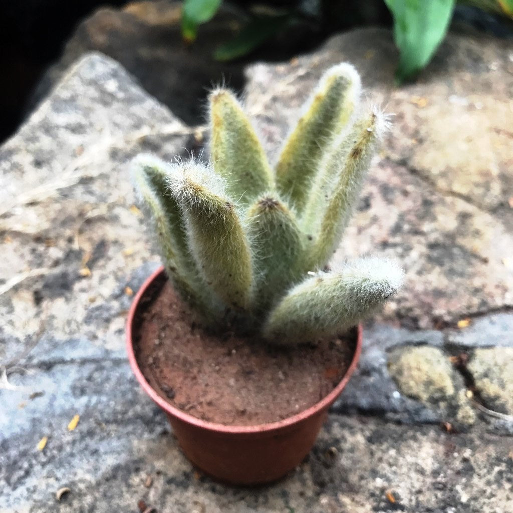 Kalanchoe Eriophylla Succulent Plant - myBageecha