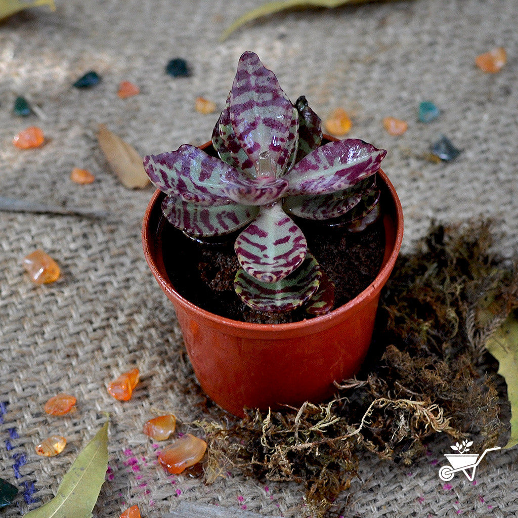 Kalanchoe Humilis - Desert Surprise Plants myBageecha - myBageecha