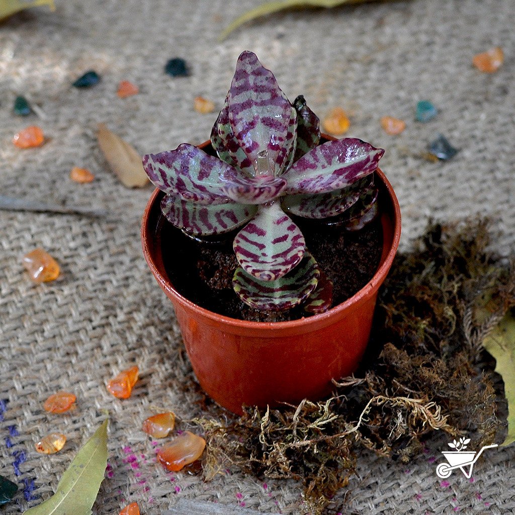 Assorted Set of 4 Colourful Succulent Plants - myBageecha