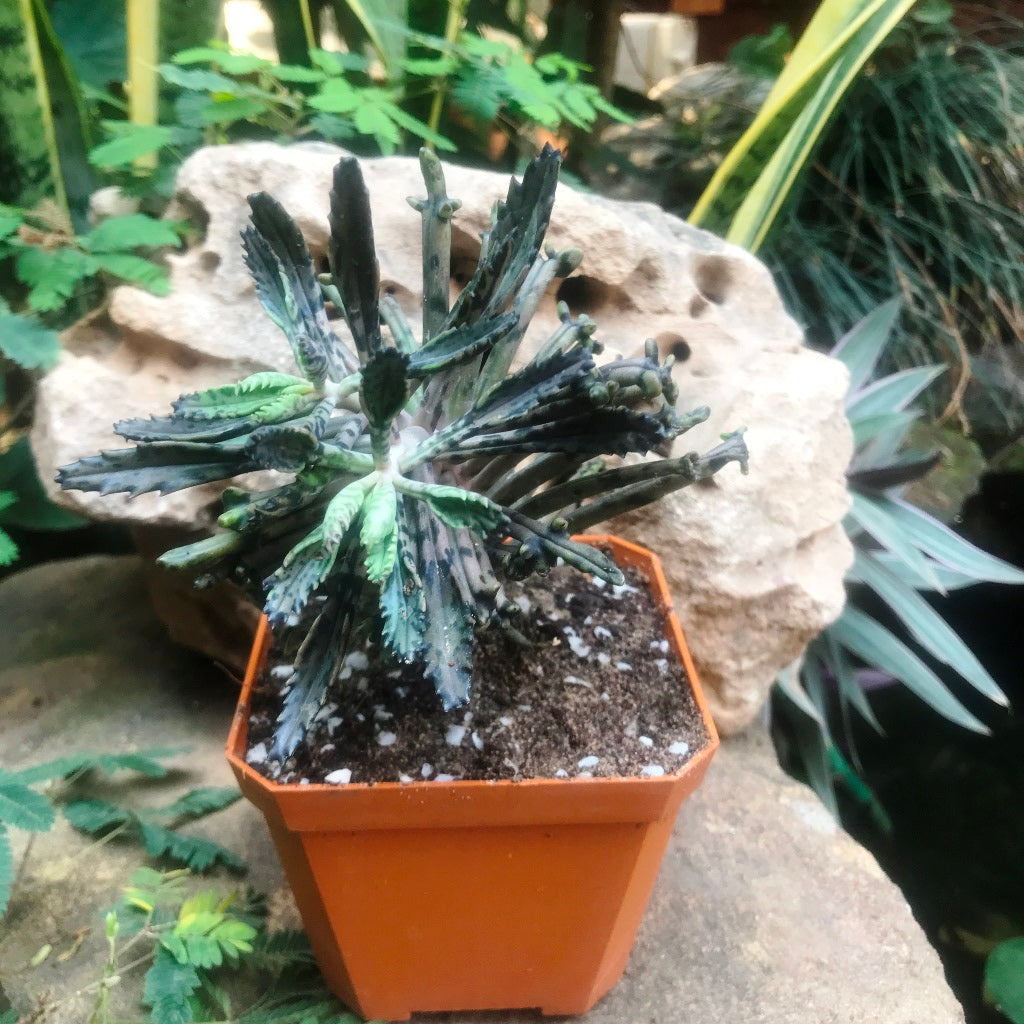 Kalanchoe Tubiflora Monstrose Succulent Plant - myBageecha