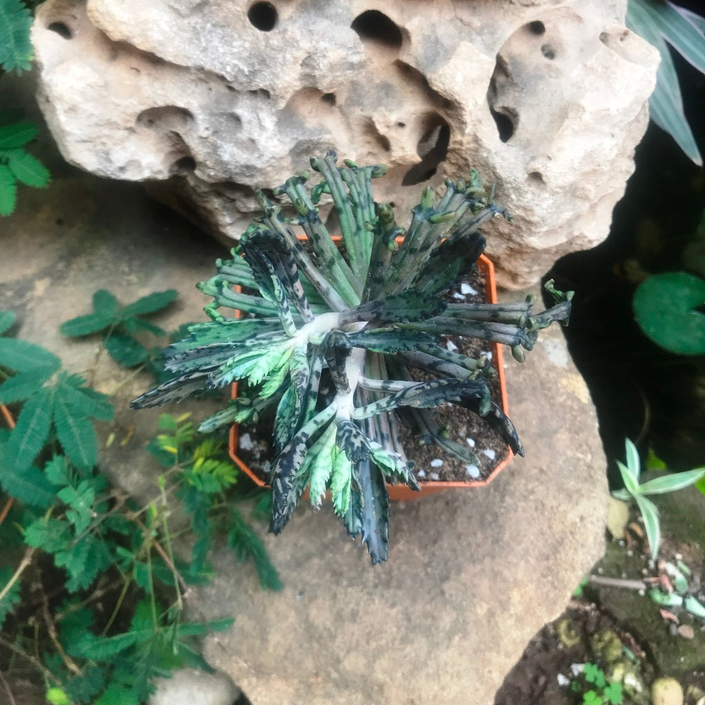 Kalanchoe Tubiflora Monstrose Succulent Plant - myBageecha