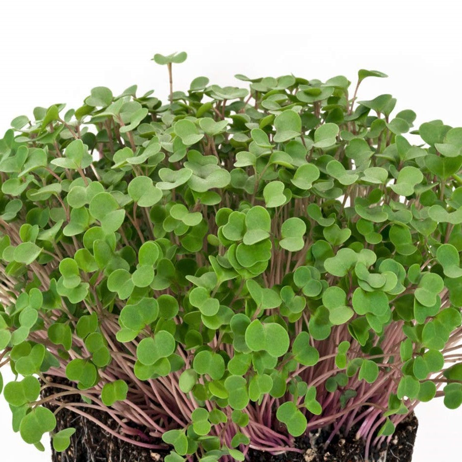 Microgreens Kale Seeds – myBageecha