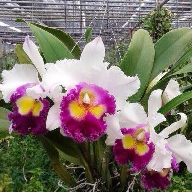 Catt. Kawnprapa - myBageecha