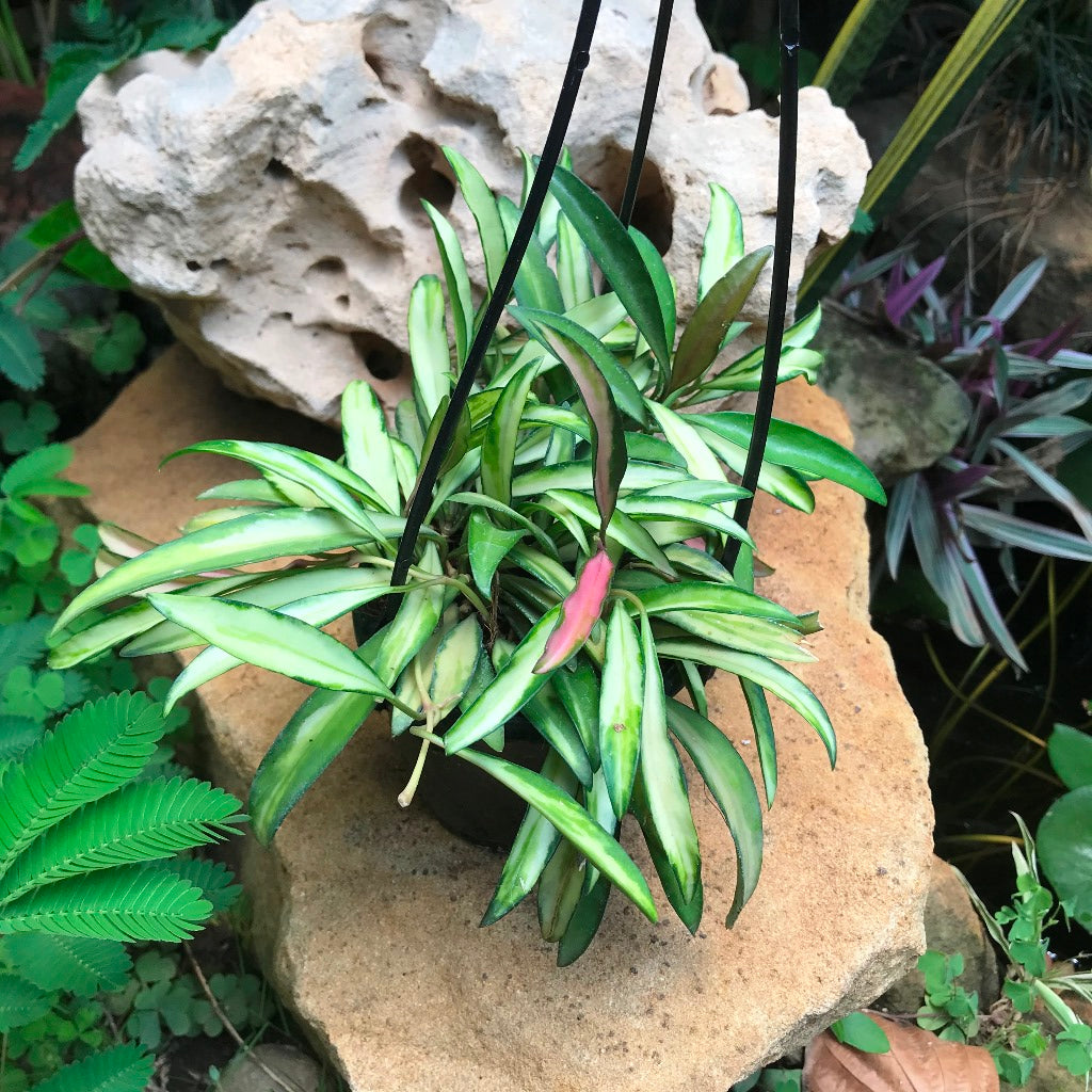 Hoya Kentiana Variegata Plant trailing vines with variegated foliage