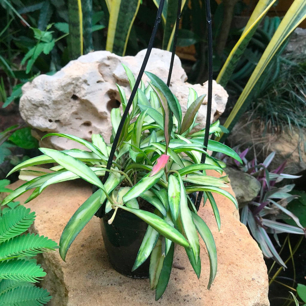 Hoya Kentiana Variegata Plant trailing vines with waxy star flowers.
