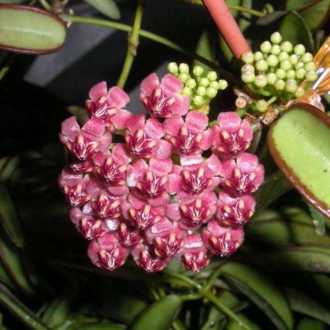 Hoya Kentiana Variegata Plant with pink fragrant blooms.