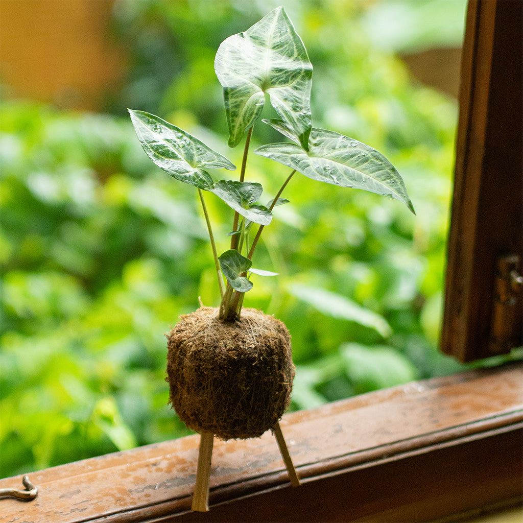 Kokedama Moss Ball Syngonium Noak Plant - myBageecha